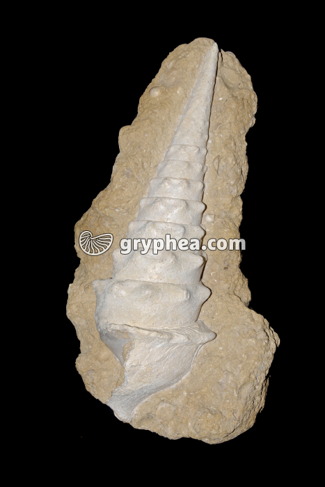 Cerithium giganteum - gryphea.com